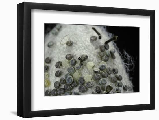 Bombyx Mori (Common Silkmoth) - Eggs with Some Newly Hatched Silkworms-Paul Starosta-Framed Photographic Print