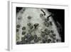 Bombyx Mori (Common Silkmoth) - Eggs with Some Newly Hatched Silkworms-Paul Starosta-Framed Photographic Print
