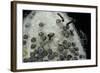 Bombyx Mori (Common Silkmoth) - Eggs with Some Newly Hatched Silkworms-Paul Starosta-Framed Photographic Print