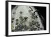 Bombyx Mori (Common Silkmoth) - Eggs with Some Newly Hatched Silkworms-Paul Starosta-Framed Photographic Print