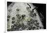 Bombyx Mori (Common Silkmoth) - Eggs with Some Newly Hatched Silkworms-Paul Starosta-Framed Photographic Print