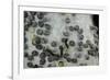 Bombyx Mori (Common Silkmoth) - Eggs with Some Newly Hatched Silkworms-Paul Starosta-Framed Photographic Print