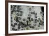 Bombyx Mori (Common Silkmoth) - Eggs with Some Newly Hatched Silkworms-Paul Starosta-Framed Photographic Print