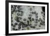 Bombyx Mori (Common Silkmoth) - Eggs with Some Newly Hatched Silkworms-Paul Starosta-Framed Photographic Print