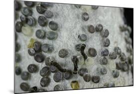 Bombyx Mori (Common Silkmoth) - Eggs with Some Newly Hatched Silkworms-Paul Starosta-Mounted Photographic Print