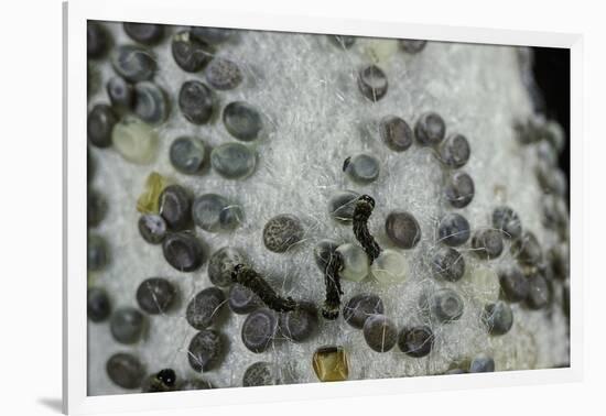 Bombyx Mori (Common Silkmoth) - Eggs with Some Newly Hatched Silkworms-Paul Starosta-Framed Photographic Print