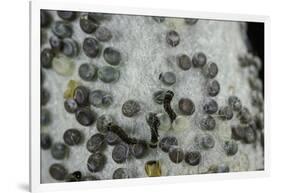 Bombyx Mori (Common Silkmoth) - Eggs with Some Newly Hatched Silkworms-Paul Starosta-Framed Photographic Print