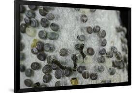 Bombyx Mori (Common Silkmoth) - Eggs with Some Newly Hatched Silkworms-Paul Starosta-Framed Photographic Print