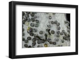 Bombyx Mori (Common Silkmoth) - Eggs with Some Newly Hatched Silkworms-Paul Starosta-Framed Photographic Print