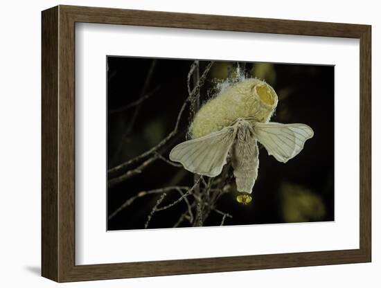 Bombyx Mori (Common Silkmoth) - Female Exposing its Scent Glands (Sacculi Laterales) to Attract Mal-Paul Starosta-Framed Photographic Print