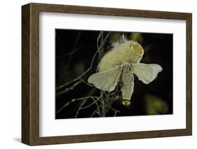 Bombyx Mori (Common Silkmoth) - Female Exposing its Scent Glands (Sacculi Laterales) to Attract Mal-Paul Starosta-Framed Photographic Print