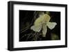 Bombyx Mori (Common Silkmoth) - Female Exposing its Scent Glands (Sacculi Laterales) to Attract Mal-Paul Starosta-Framed Photographic Print