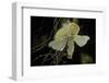 Bombyx Mori (Common Silkmoth) - Female Exposing its Scent Glands (Sacculi Laterales) to Attract Mal-Paul Starosta-Framed Photographic Print