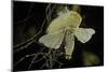 Bombyx Mori (Common Silkmoth) - Female Exposing its Scent Glands (Sacculi Laterales) to Attract Mal-Paul Starosta-Mounted Photographic Print