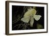 Bombyx Mori (Common Silkmoth) - Female Exposing its Scent Glands (Sacculi Laterales) to Attract Mal-Paul Starosta-Framed Photographic Print