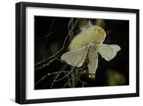 Bombyx Mori (Common Silkmoth) - Female Exposing its Scent Glands (Sacculi Laterales) to Attract Mal-Paul Starosta-Framed Photographic Print