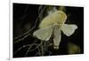 Bombyx Mori (Common Silkmoth) - Female Exposing its Scent Glands (Sacculi Laterales) to Attract Mal-Paul Starosta-Framed Photographic Print