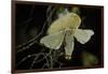 Bombyx Mori (Common Silkmoth) - Female Exposing its Scent Glands (Sacculi Laterales) to Attract Mal-Paul Starosta-Framed Photographic Print