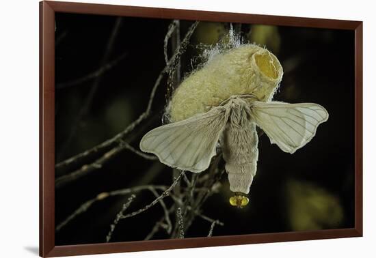 Bombyx Mori (Common Silkmoth) - Female Exposing its Scent Glands (Sacculi Laterales) to Attract Mal-Paul Starosta-Framed Photographic Print