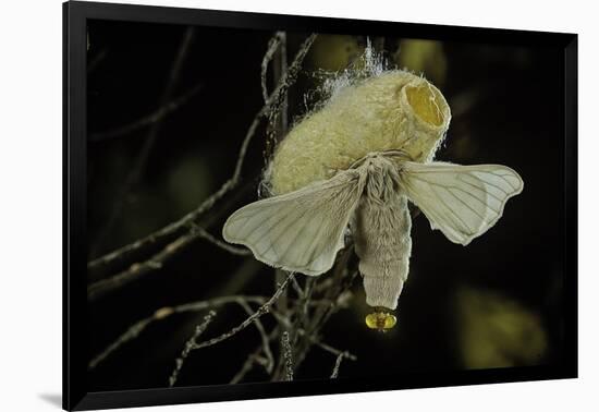 Bombyx Mori (Common Silkmoth) - Female Exposing its Scent Glands (Sacculi Laterales) to Attract Mal-Paul Starosta-Framed Photographic Print