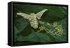 Bombyx Mori (Common Silkmoth) - Female Laying Eggs on Mulberry Leaf-Paul Starosta-Framed Stretched Canvas