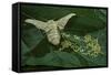 Bombyx Mori (Common Silkmoth) - Female Laying Eggs on Mulberry Leaf-Paul Starosta-Framed Stretched Canvas