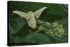 Bombyx Mori (Common Silkmoth) - Female Laying Eggs on Mulberry Leaf-Paul Starosta-Stretched Canvas