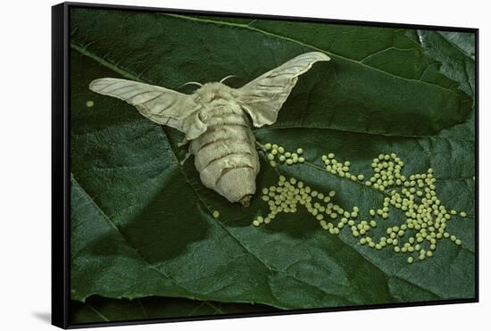 Bombyx Mori (Common Silkmoth) - Female Laying Eggs on Mulberry Leaf-Paul Starosta-Framed Stretched Canvas