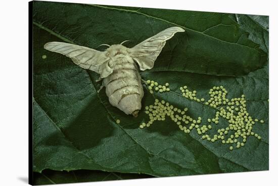 Bombyx Mori (Common Silkmoth) - Female Laying Eggs on Mulberry Leaf-Paul Starosta-Stretched Canvas