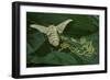 Bombyx Mori (Common Silkmoth) - Female Laying Eggs on Mulberry Leaf-Paul Starosta-Framed Photographic Print