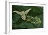 Bombyx Mori (Common Silkmoth) - Female Laying Eggs on Mulberry Leaf-Paul Starosta-Framed Photographic Print