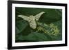 Bombyx Mori (Common Silkmoth) - Female Laying Eggs on Mulberry Leaf-Paul Starosta-Framed Photographic Print