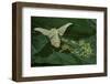 Bombyx Mori (Common Silkmoth) - Female Laying Eggs on Mulberry Leaf-Paul Starosta-Framed Photographic Print