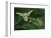 Bombyx Mori (Common Silkmoth) - Female Laying Eggs on Mulberry Leaf-Paul Starosta-Framed Photographic Print