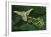 Bombyx Mori (Common Silkmoth) - Female Laying Eggs on Mulberry Leaf-Paul Starosta-Framed Photographic Print