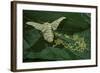 Bombyx Mori (Common Silkmoth) - Female Laying Eggs on Mulberry Leaf-Paul Starosta-Framed Photographic Print