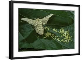 Bombyx Mori (Common Silkmoth) - Female Laying Eggs on Mulberry Leaf-Paul Starosta-Framed Photographic Print