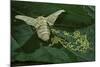 Bombyx Mori (Common Silkmoth) - Female Laying Eggs on Mulberry Leaf-Paul Starosta-Mounted Photographic Print
