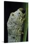 Bombyx Mori (Common Silkmoth) - Larva or Silkworm Detail-Paul Starosta-Stretched Canvas