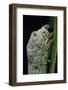 Bombyx Mori (Common Silkmoth) - Larva or Silkworm Detail-Paul Starosta-Framed Photographic Print