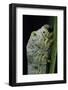 Bombyx Mori (Common Silkmoth) - Larva or Silkworm Detail-Paul Starosta-Framed Photographic Print