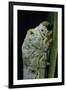 Bombyx Mori (Common Silkmoth) - Larva or Silkworm Detail-Paul Starosta-Framed Photographic Print