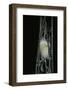 Bombyx Mori (Common Silkmoth) - Larva or Silkworm Spinning Cocoon-Paul Starosta-Framed Photographic Print