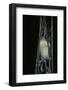 Bombyx Mori (Common Silkmoth) - Larva or Silkworm Spinning Cocoon-Paul Starosta-Framed Photographic Print