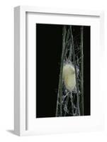 Bombyx Mori (Common Silkmoth) - Larva or Silkworm Spinning Cocoon-Paul Starosta-Framed Photographic Print