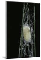 Bombyx Mori (Common Silkmoth) - Larva or Silkworm Spinning Cocoon-Paul Starosta-Mounted Photographic Print
