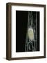 Bombyx Mori (Common Silkmoth) - Larva or Silkworm Spinning Cocoon-Paul Starosta-Framed Photographic Print