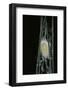 Bombyx Mori (Common Silkmoth) - Larva or Silkworm Spinning Cocoon-Paul Starosta-Framed Photographic Print