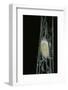 Bombyx Mori (Common Silkmoth) - Larva or Silkworm Spinning Cocoon-Paul Starosta-Framed Photographic Print