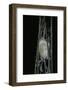 Bombyx Mori (Common Silkmoth) - Larva or Silkworm Spinning Cocoon-Paul Starosta-Framed Photographic Print